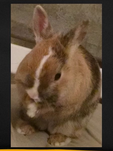 Rabbit