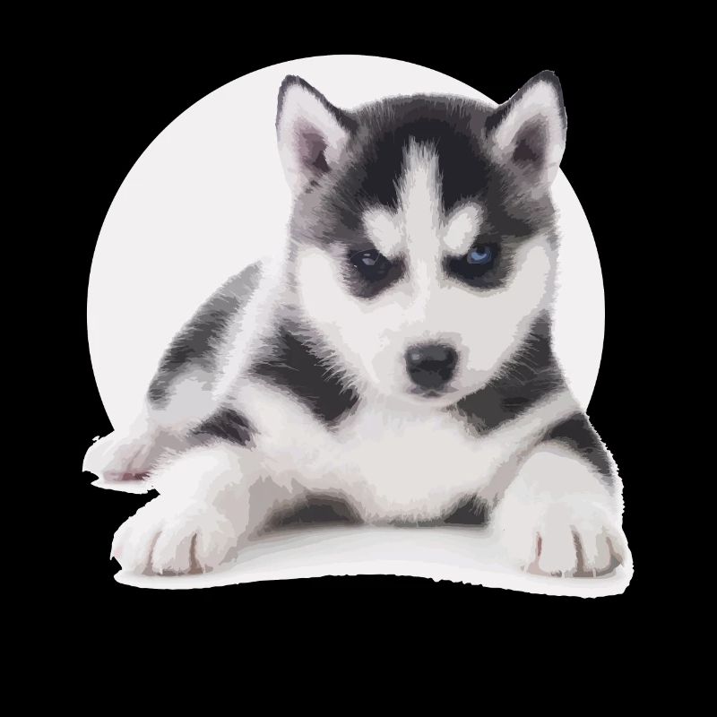 Chiot Husky