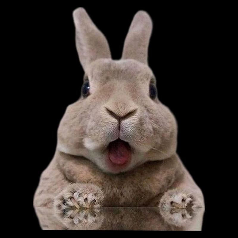 Rabbit