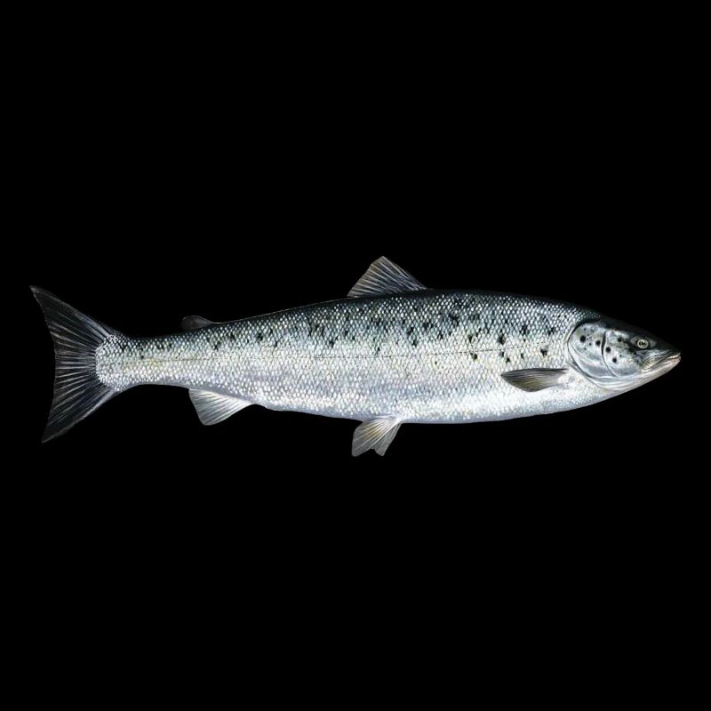 Lachs