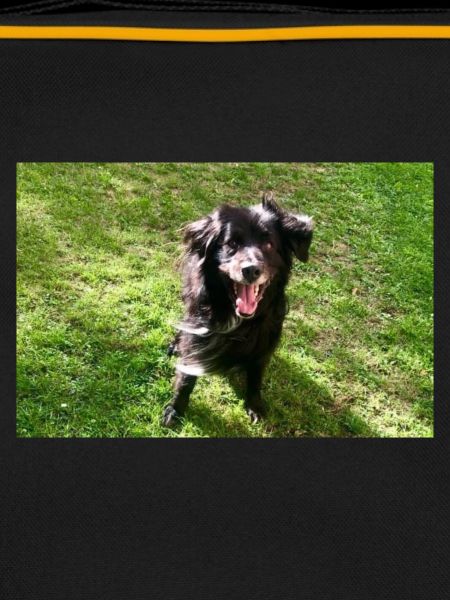 Hund Dog Samy