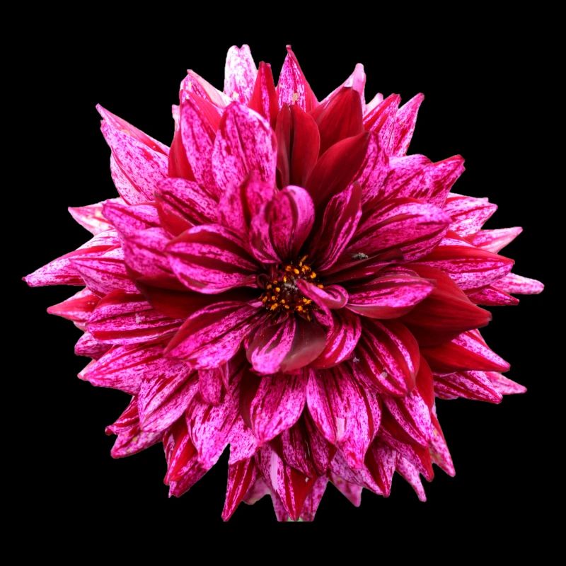 Fleur Rose Rose Fleur Fleurs Rose Rose Fleurs