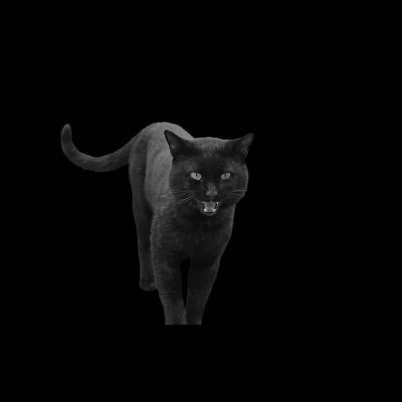 chat noir chat chaton