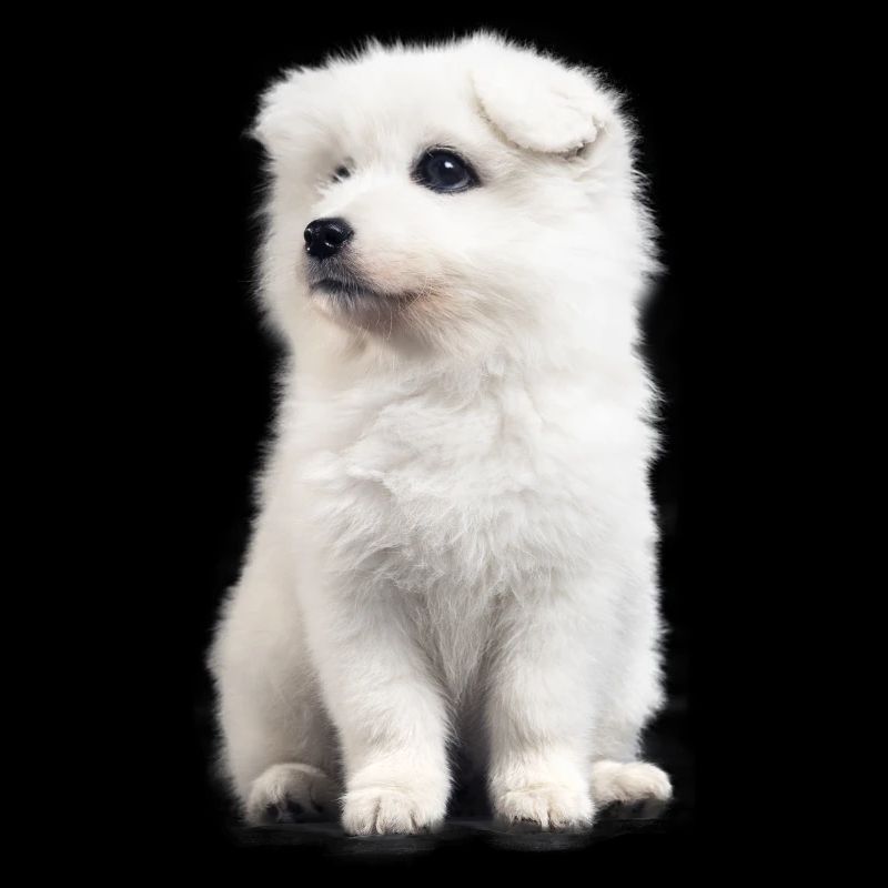 Samoyed dog fun