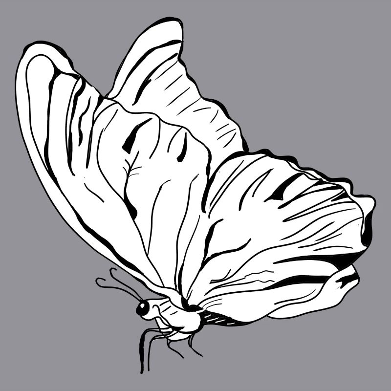 papillon vecter