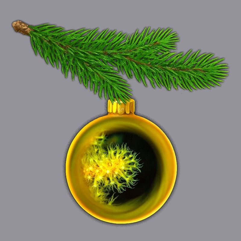Weihnachtskugel mit Krustenanemonen am Tannenzweig