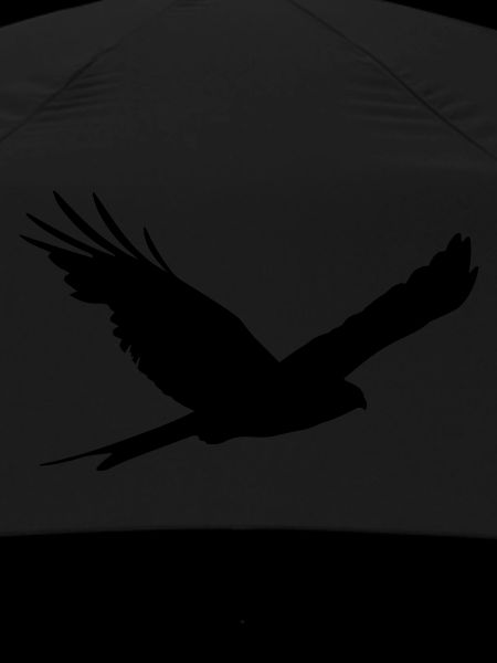Red Milan - Red Kite