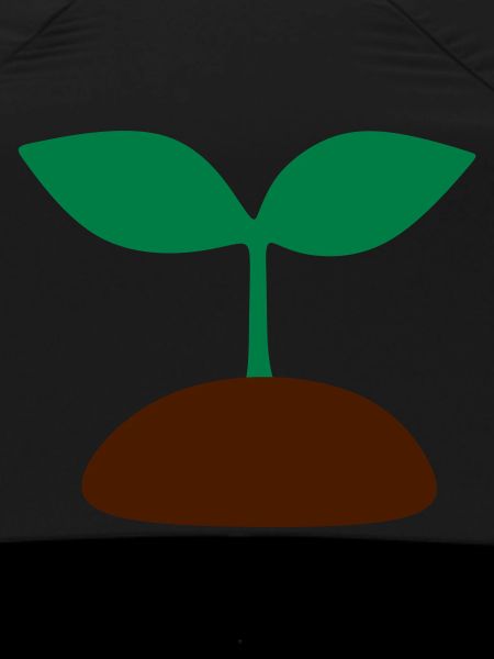 Seedling