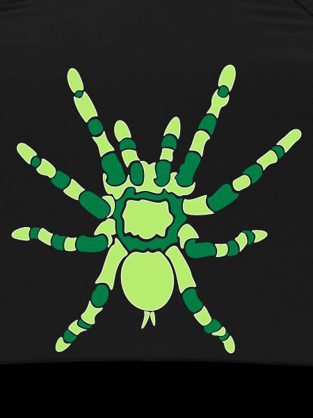 Orange Knee Tarantula
