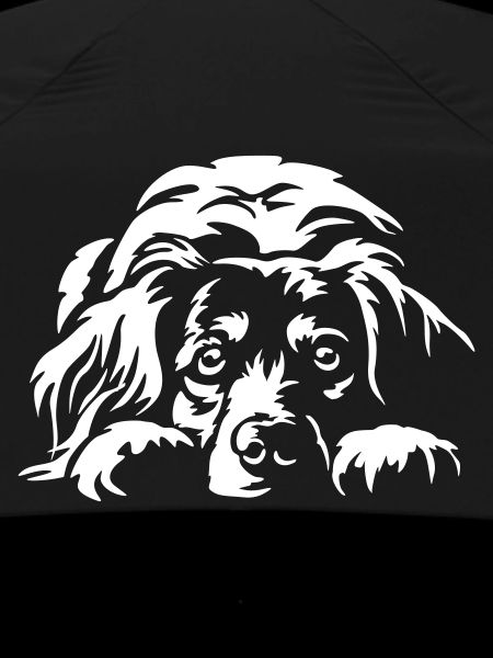 Kooikerhondje "Black Edition"