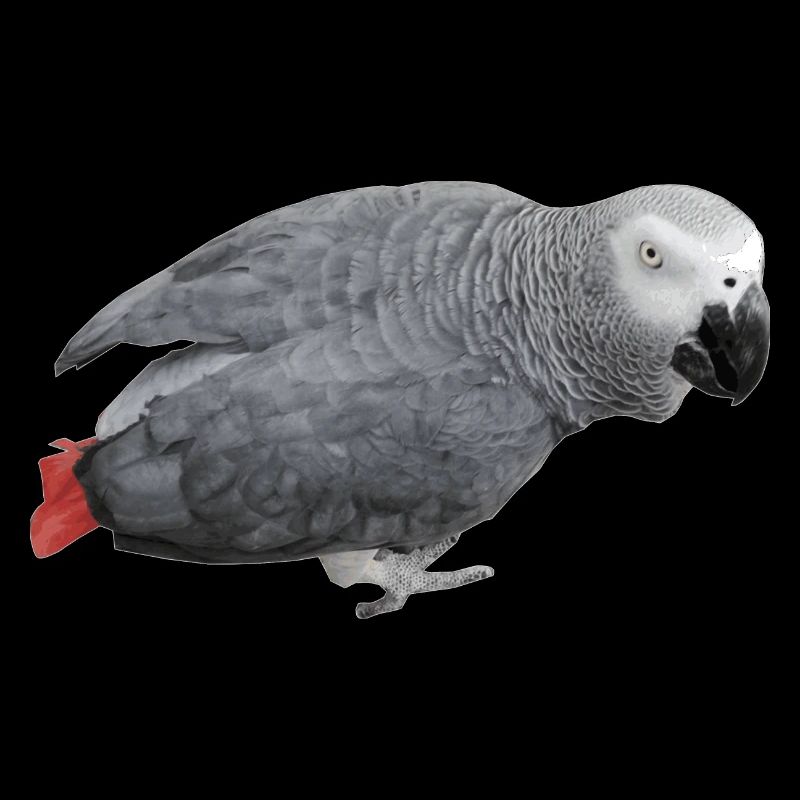 grauer Vogel
