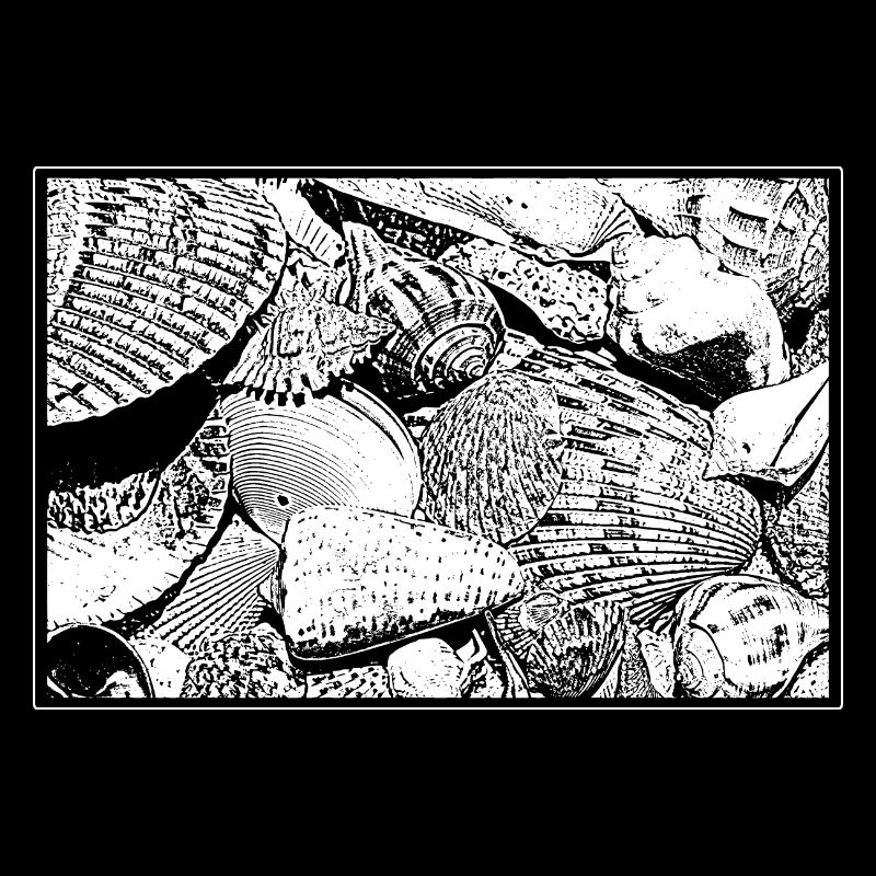 Muscheln