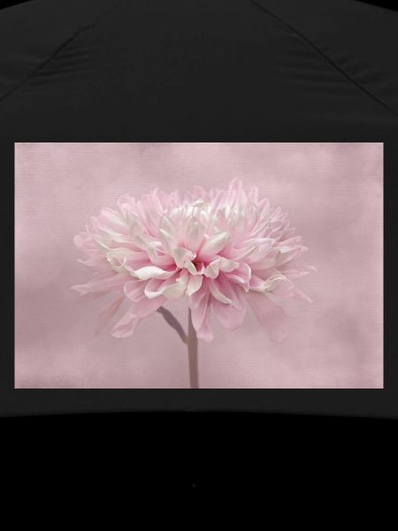 Chrysanthemum