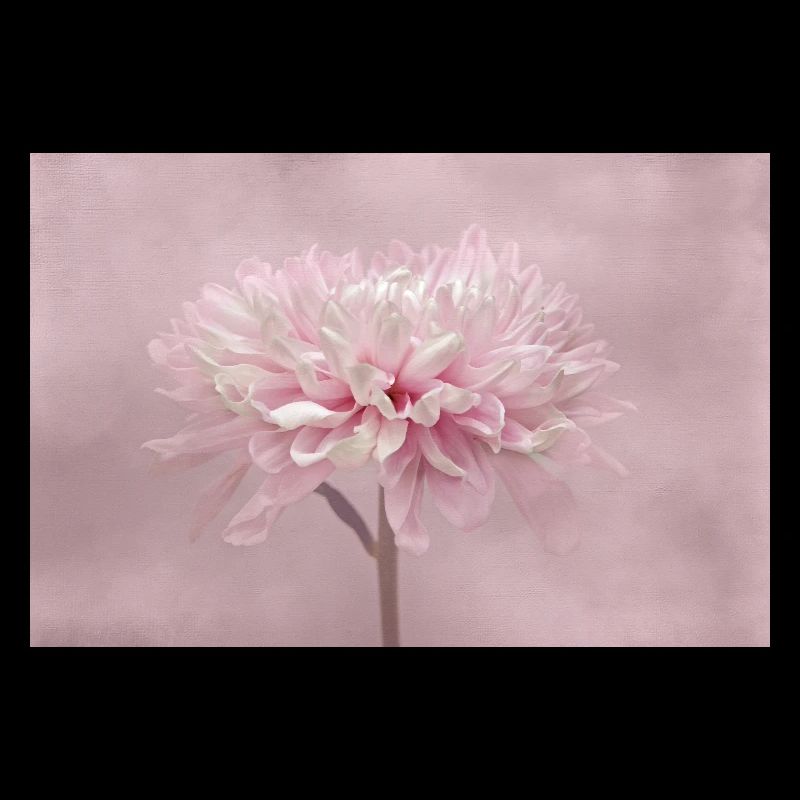 Chrysanthème