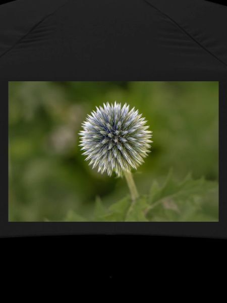 Globe Thistle Blossom – Botanical Close-Up