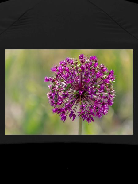Ornamental garlic blossom - close-up