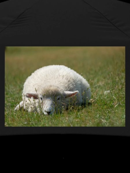 Moutons reposant dans l’herbe