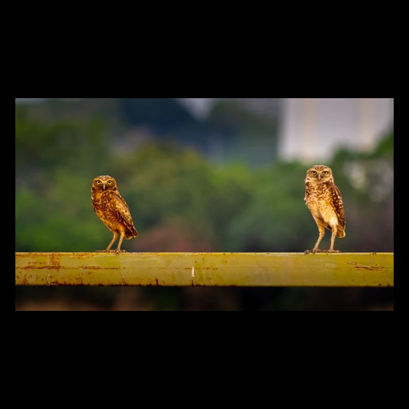 Cute owls