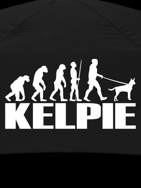 Kelpie Australian Chien Evolution