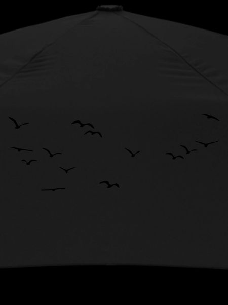 Flocks of birds