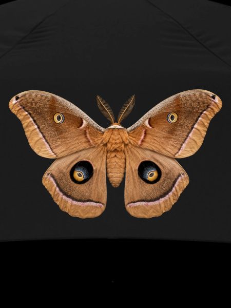 Polyphemus Moth Antheraea polyphemus