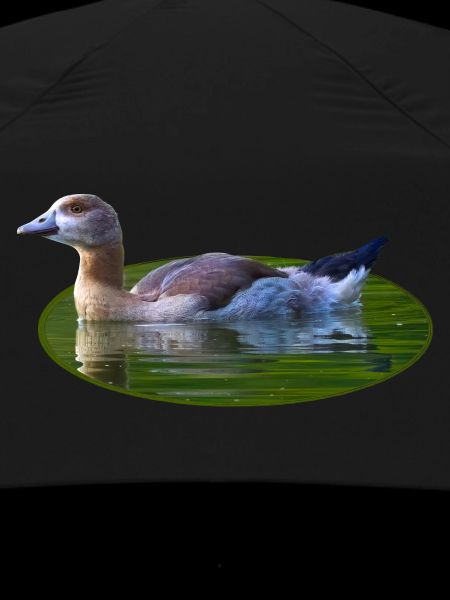 Goose Goose Chick