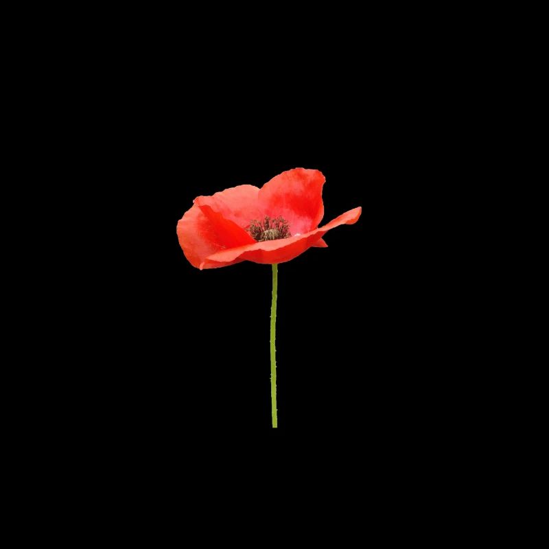 rote offene Mohnblume