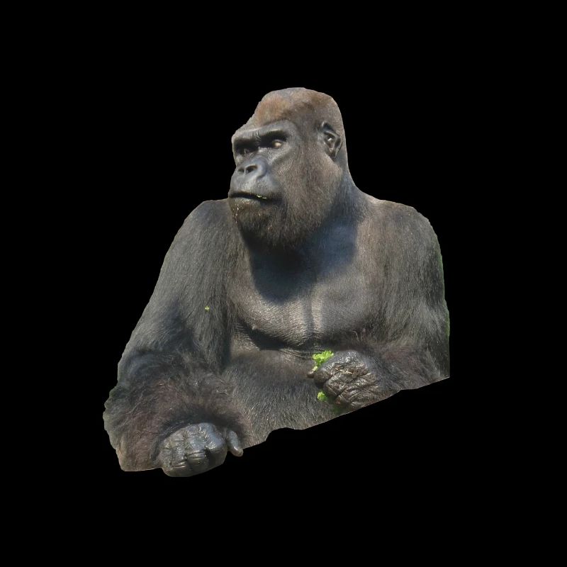gorilla