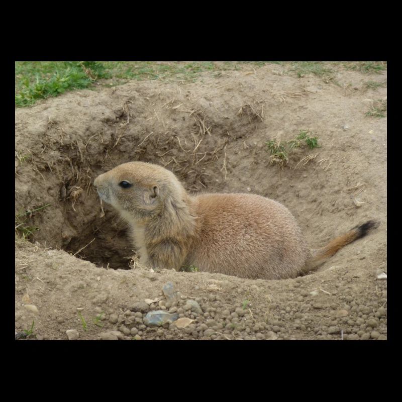 Groundhog