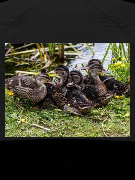 ducklings
