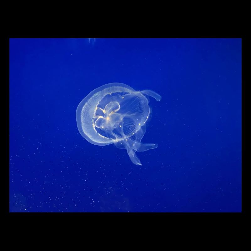 Jellyfish