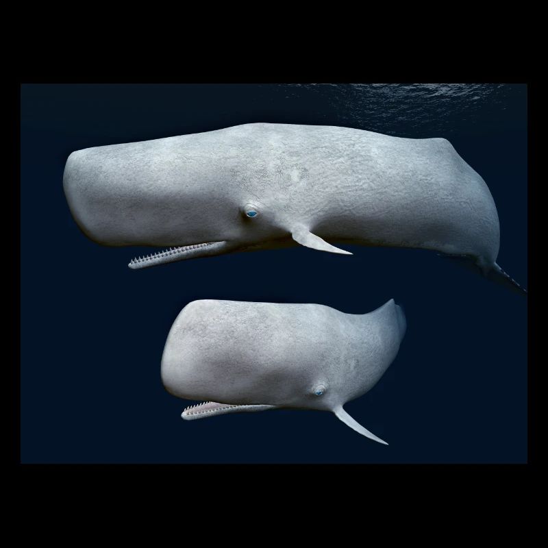 Deux cachalots, baleine, baleine