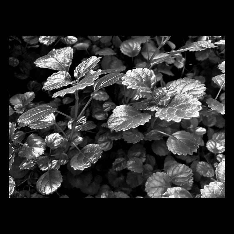 Luminosité dans la nature