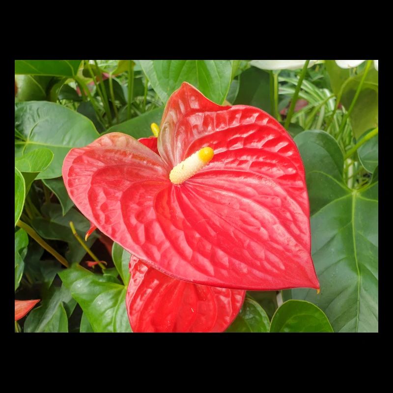 anthurium also laceleaf also flamingo flower