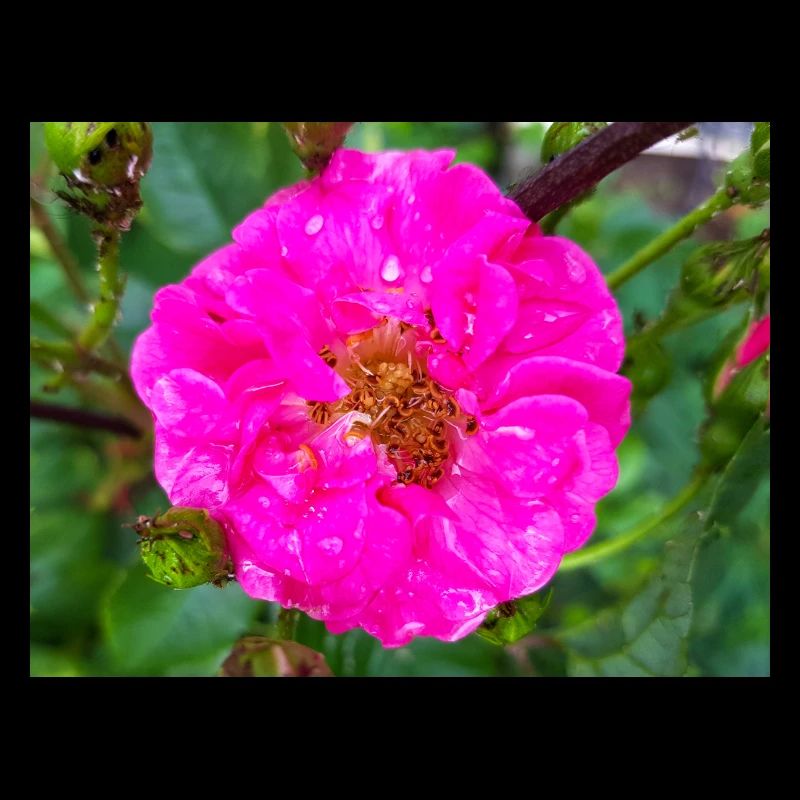 Rose gauloise aussi rose de Provins vinaigre rose