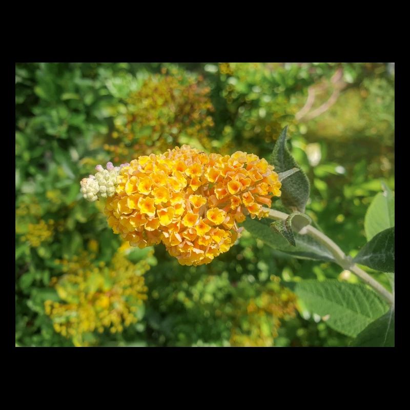 Buddleia, Schmetterlingsstrauch oder Sommerflieder 'Sungold'