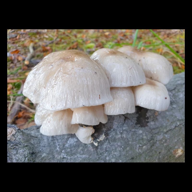 champignon de porcelaine aussi champignon de porcelaine