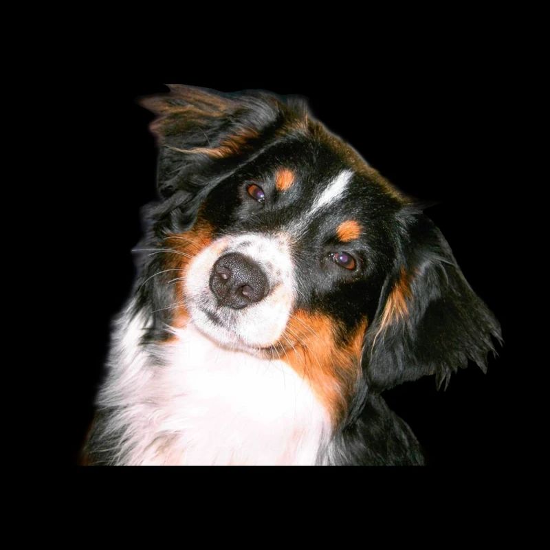 Aussie Nanouk, tête - photo