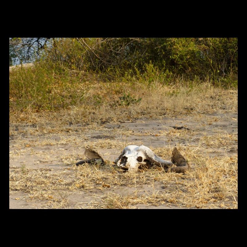 Schädel eines Kapbüffels Landschaft in Namibia