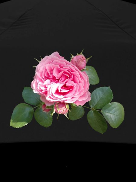 Pink ROSE