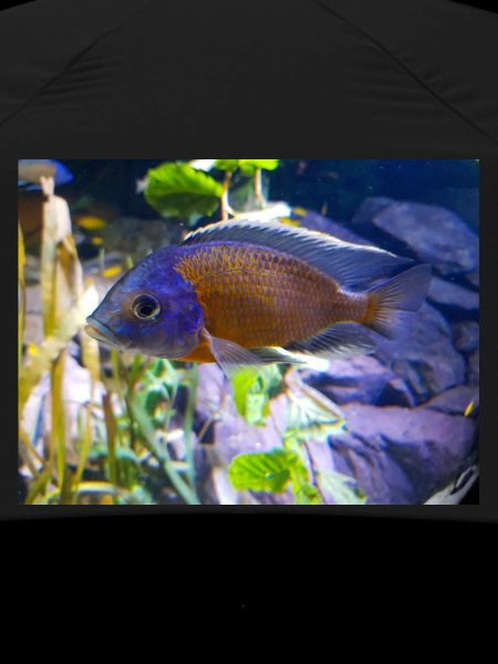 Copadichromis borleyi cichlid