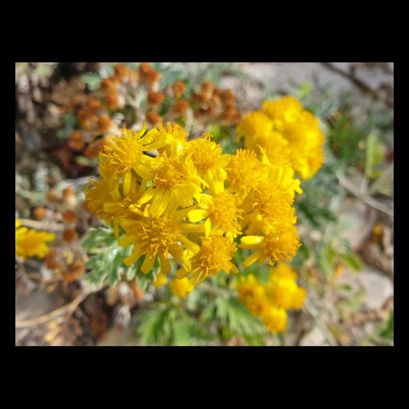 Jacobaea maritima aussi ragwort argenté Greiskraut
