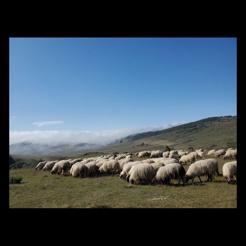 Schafe, Schafherde, Berge, Wiesen