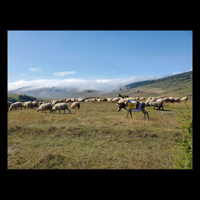 Sheep, donkeys, mountains, meadows