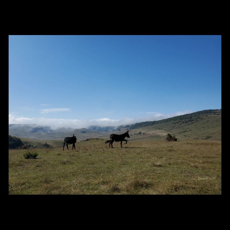 Esel, Berge, Wiesen