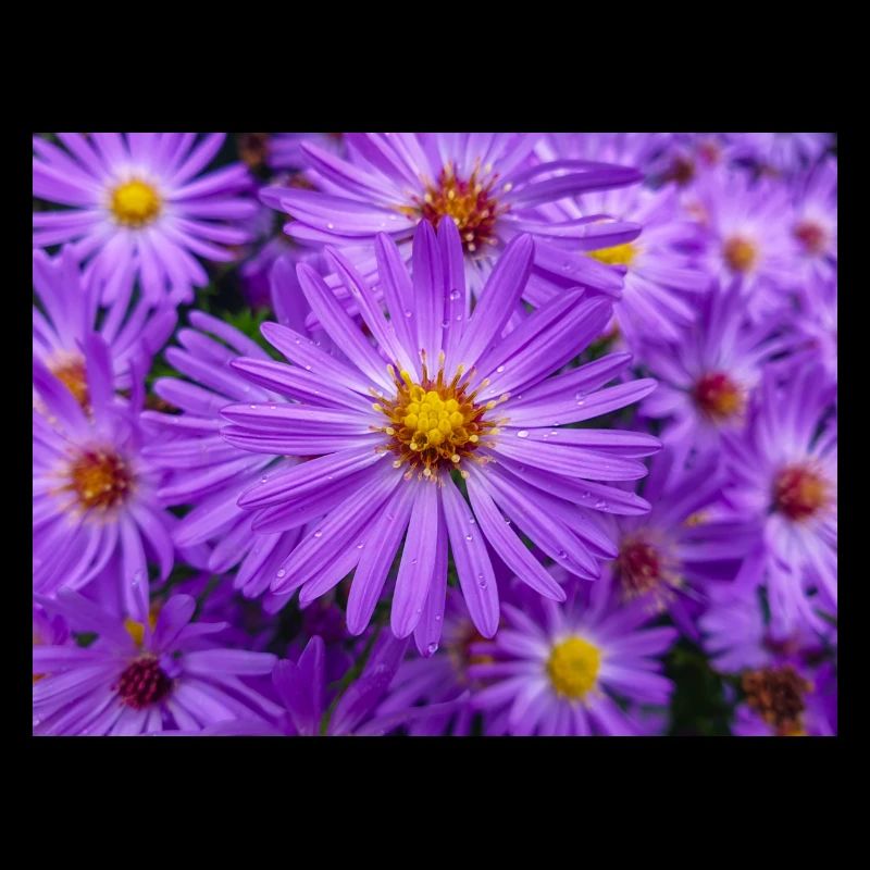 Neuengland-Aster auch behaartes Michaelmas-Gänseblümchen