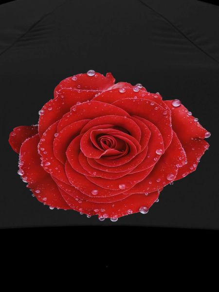 Crimson Dew Rose