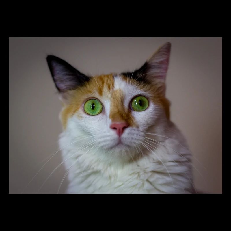 le chat au doux regard