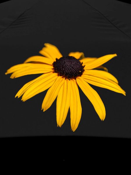 Coneflower