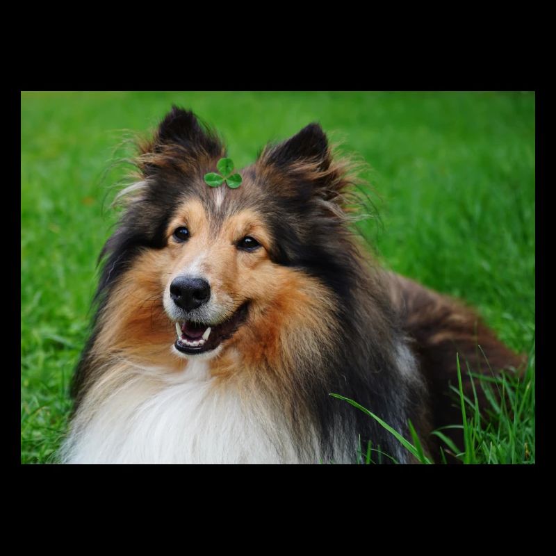 Happy Sheltie mi trèfle sur la tête, mignon